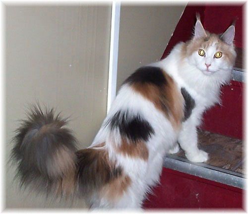 Calico Maine Coon
